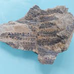 Fougère - Plante fossilisée - Callipteris conferta - 150 mm
