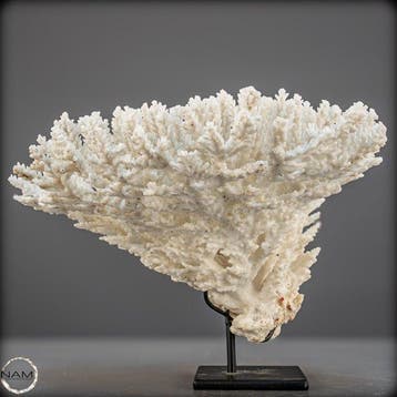 Acropora latistella naturelle – Une œuvre maritime sur un