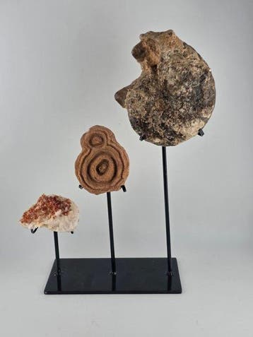 Cristal minéral naturel dammonite, de stromatolite et de
