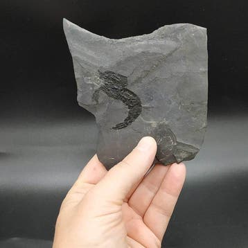 Zeldzame Kreeftachtigen - Gefossiliseerd dier -