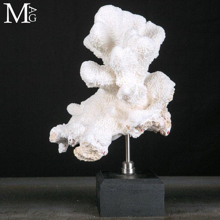 Stylophora Pistillata – Koraalbeeld - Prachtige Witte, Verzamelen, Mineralen en Fossielen