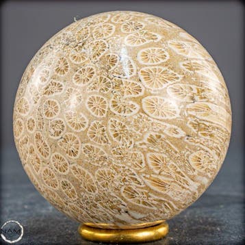 Très rare boule de corail fossile – chef-dœuvre pétrifié de