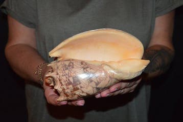 Escargot de mer Coquillage marin - S-595 CYMBIOLA IMPERIALIS, Nieuw