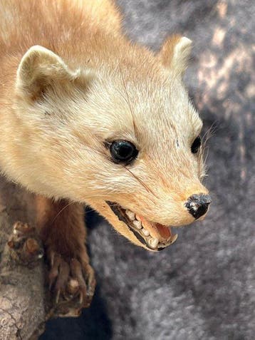 Marter Support de corps entier pour taxidermie - Mustelidae, Nieuw