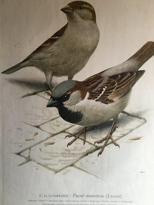 Kronen-Verlag Erich Cramer Hamburg. - Belle planche, Antiek en Kunst, Curiosa en Brocante