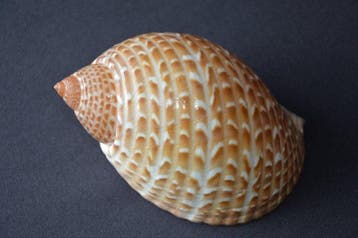 Zeeslak Zeeschelp - S-369 TONNA PERDIX (Zonder minimumprijs), Nieuw