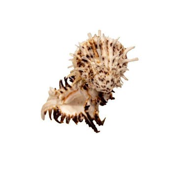 Rareté absolue : Spondylus princeps & Murex Symbiose | 9,4