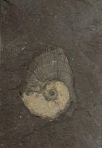 Prachtigste ammoniet - op decoratieve steen - Gefossiliseerd