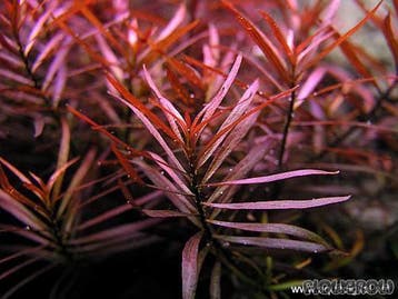Ludwigia Arcuata in Vitro, Verzenden, Nieuw