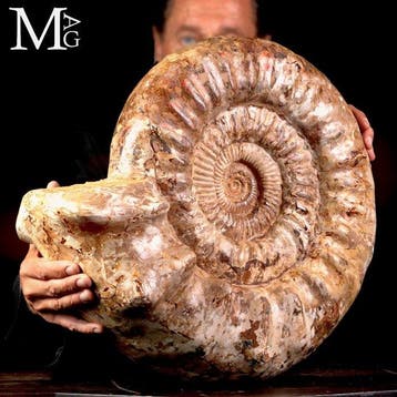 Ammonite douvilleiceras monumentale du Crétacé Coquille