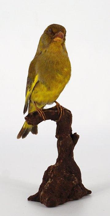 Verdone Taxidermie volledige montage - Chloris chloris (with, Nieuw