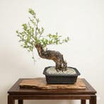 Bonsai of Granaatappel - Hoogte (boom): 61 cm - Diepte
