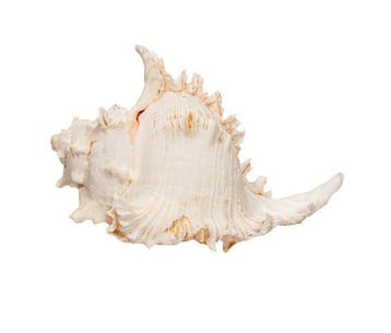 Grote witte reuzenmurex XXL  stekelslak Taxidermie