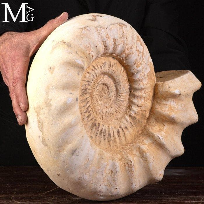 Kranaosphinctes Specimen Prachtige witte ammoniet - groot, Verzamelen, Mineralen en Fossielen