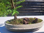 Metasequoia bonsai dans un bol à bonsaï - Hauteur (arbre) :