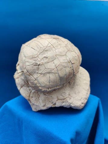Schildpad - Gefossiliseerd dier - Stylemys nebrascensis - 11