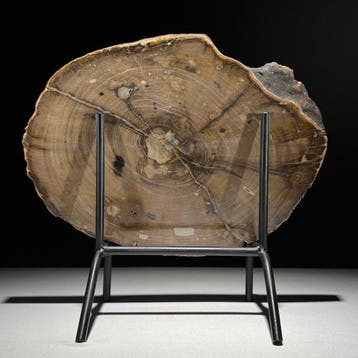 Magnifique tranche de bois pétrifié sur un socle