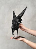 Sans prix de réserve - Crâne authentique de chèvre noir avec, Antiek en Kunst