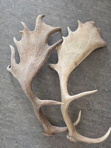 Eland Gewei - Eland gewei - 30 cm - 10 cm - 25 cm - (2)