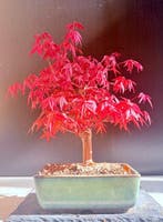 Japanese maple bonsai (Acer palmatum) - Hoogte (boom): 22 cm