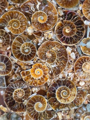 Ammoniet - Gefossiliseerd dier - Aioloceras (Cleoniceras)