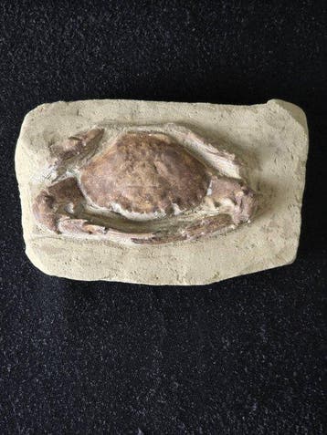 Gigantische krabben - Gefossiliseerd dier - 14.5 cm