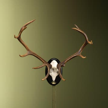 Edelhert Gewei Taxidermie Opgezette Dieren By Max, Ophalen of Verzenden, Opgezet dier