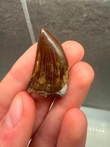 Carcharodontosaure - Dent fossile - Carcharodontosaurus