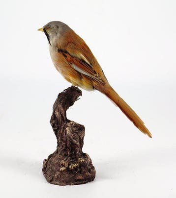 Baardtaling Taxidermie volledige montage - Panurus biarmicus, Nieuw
