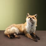 Vos Liggend Taxidermie Opgezette Dieren By Max, Ophalen of Verzenden, Nieuw, Wild dier, Opgezet dier