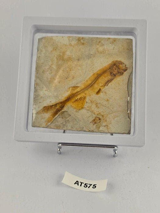 Vis - Gefossiliseerd dier - Lycoptera - 11 cm (Zonder, Verzamelen, Mineralen en Fossielen