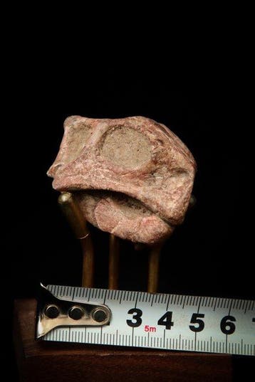 Dinosaurus - Fossiele schedel - Psittacosaurus sp. - 6 cm -