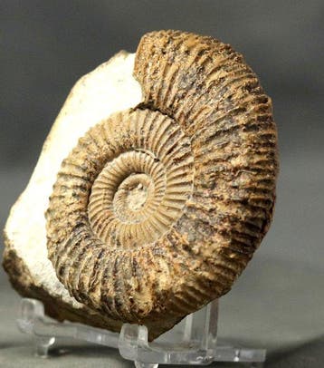 Fijn ammoniet - Gefossiliseerd dier - Passendorferia cf.