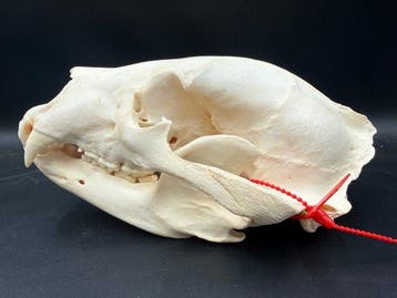 Zwarte beer Schedel - Ursus Americanus - 15 cm - 17.8 cm -, Verzamelen, Nieuw