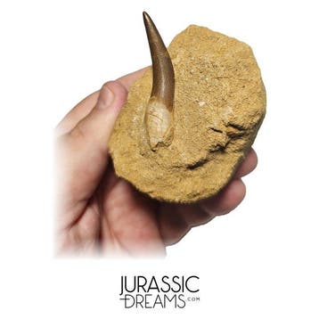 Grote Zarafasaura oceanis (Elasmosaur) Tand in natuurlijke