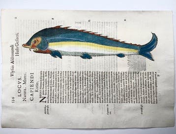 Aldrovandi; Fish, Beluga Sturgeon - Folio with hand coloured, Antiek en Kunst