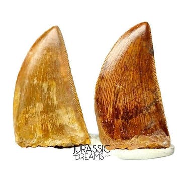 Set van 2 edelsteenkwaliteit Carcharodontosaurus saharicus