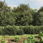 vidaXL Draadgaashek met grondankers 2x25 m antracietkleurig, Verzenden
