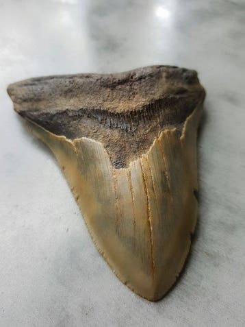 Megalodon - Fossiele tand - 12.6 cm - 9.8 cm