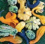 Beetlejuice F1 kalebas, Nieuw