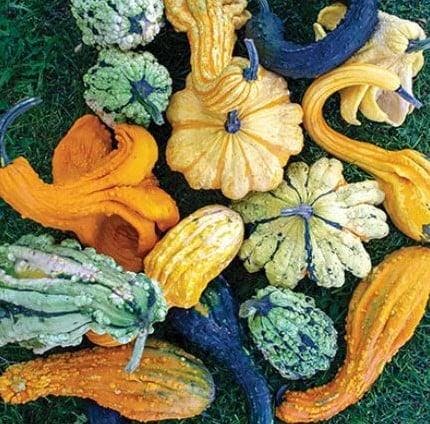 Beetlejuice F1 kalebas, Hobby & Loisirs créatifs, Bricolage