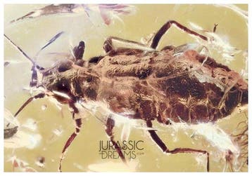 Bladluis (Hormaphidinae) Fossiele inclusie – Echt Baltisch