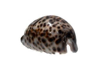 Cypraea tigris 105 mm | Reusachtig exemplaar (Madagaskar) -, Nieuw