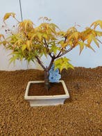 Japanese maple bonsai (Acer palmatum) - Hauteur (arbre) : 25