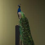 Blauwe Pauw Taxidermie Opgezette Dieren By Max, Verzamelen, Ophalen of Verzenden, Nieuw, Vogel, Opgezet dier