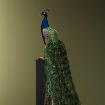 Blauwe Pauw Taxidermie Opgezette Dieren By Max, Ophalen of Verzenden, Nieuw, Vogel, Opgezet dier