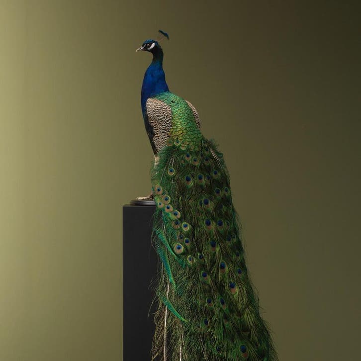 Blauwe Pauw Taxidermie Opgezette Dieren By Max, Verzamelen, Dierenverzamelingen, Opgezet dier, Nieuw, Vogel, Ophalen of Verzenden