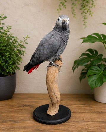 Papegaai Taxidermie volledige montage - Psittacus erithacus, Verzamelen, Nieuw
