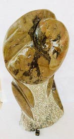 Ammonite et Orthoceras - Squelette fossile - Ammonoidea