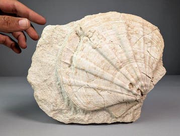 Amazing Pectens - Gefossiliseerde schelp - Clamys latissima